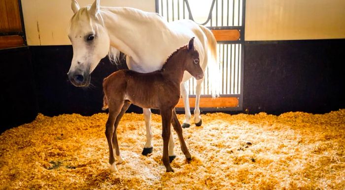 Aww: A newborn foal snuggles close to its mother.