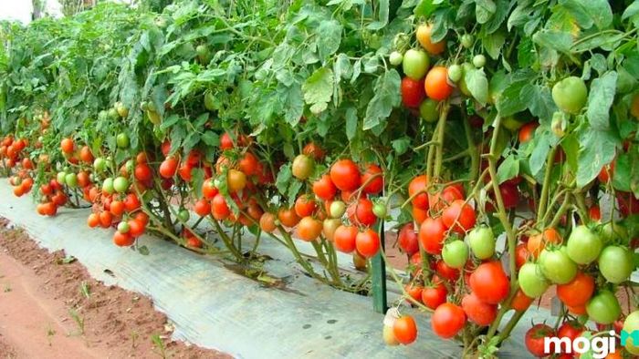 Cách trồng cà chua từ hạt giống