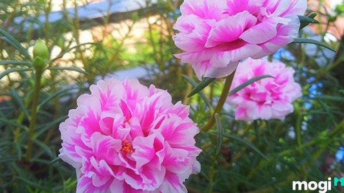 Hướng dẫn trồng hoa mười giờ