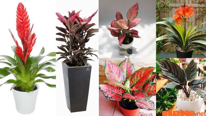 Người Mậu Tý mệnh Hỏa nên chọn các cây phong thủy có màu sắc bản mệnh như đỏ, hồng và tím để thu hút tài lộc và may mắn.