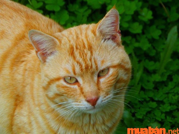 Mèo vào nhà mang điềm báo gì?