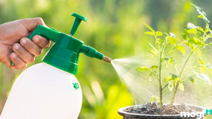 Cách trồng cà chua từ hạt giống