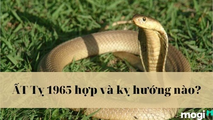 1965 Là Tuổi Gì?