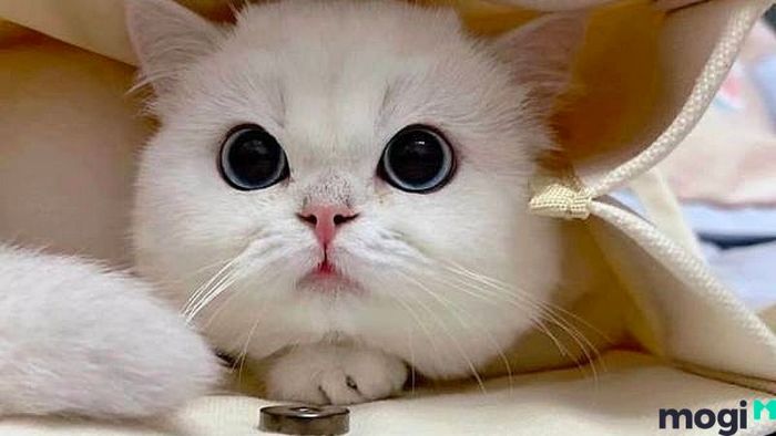 Giờ Mão là mấy giờ?