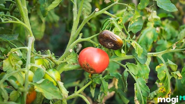 Cách trồng cà chua từ hạt giống