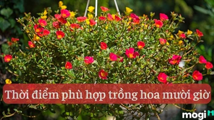 Cách trồng hoa mười giờ