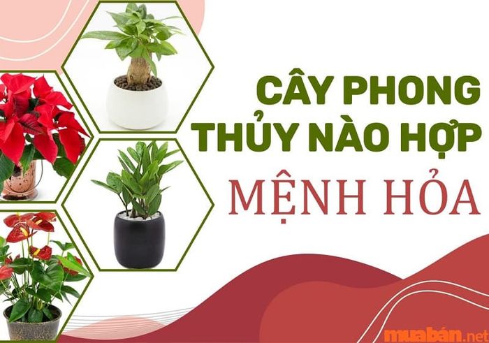 Mệnh Hoả tuổi Thân hợp cây gì?