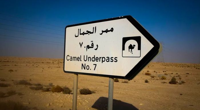 Follow the camel: Eccentric signs guide the way.