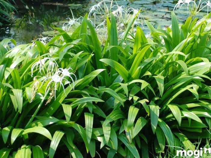 Cây đại tướng quân rất hiệu quả trong việc giảm đau và kháng viêm