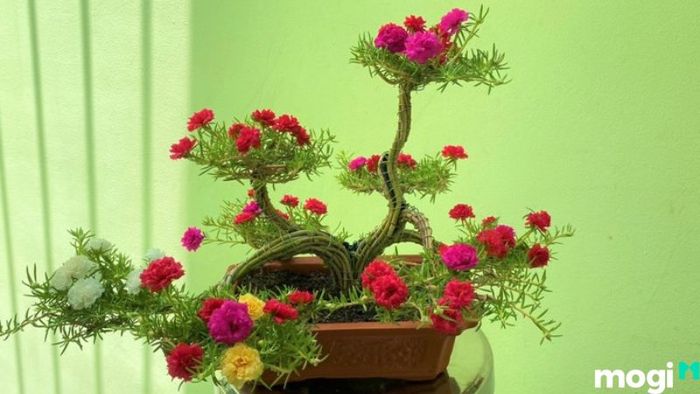 Cách trồng hoa mười giờ