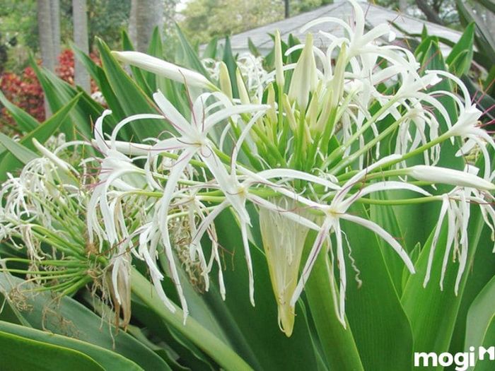 Hình ảnh hoa cây đại tướng quân