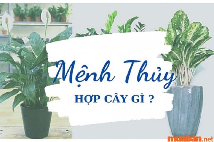 Mệnh Thủy tuổi Thân hợp cây gì?