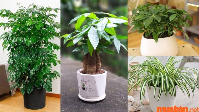 Các cây phong thủy phù hợp với người tuổi Giáp Tý.