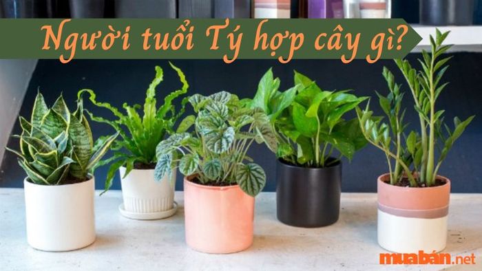 Cây phong thủy nào hợp với người tuổi Tý?