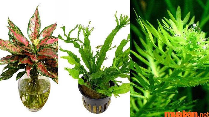 Các loại cây thủy sinh rất phù hợp với người tuổi Bính Tý mệnh Thủy, giúp mang lại may mắn và tài lộc.