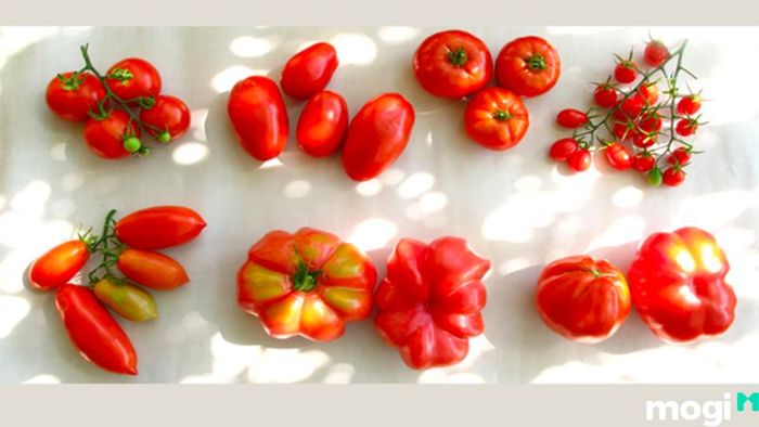 Phương pháp trồng cà chua từ hạt