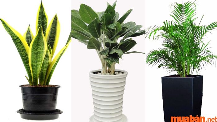 Cây Lưỡi Hổ Viền Vàng, cây Đế Vương, cây Cau Nhật... là những loại cây mang lại vận may cho người tuổi Bính Tý mệnh Thủy.
