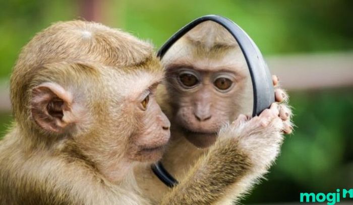 Giờ Thân là mấy giờ – Tử vi cho người tuổi Thân sinh vào giờ Thân