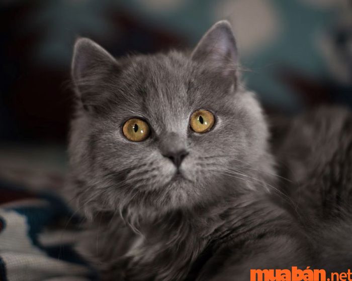 Mèo vào nhà là điềm gì?