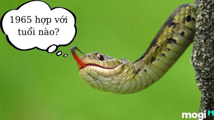 1965 Là Tuổi Gì?