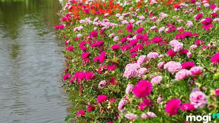 Hướng dẫn cách trồng hoa mười giờ