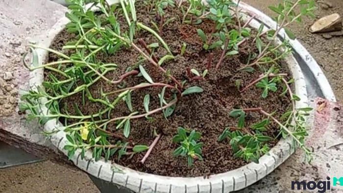 Hướng dẫn trồng hoa mười giờ đúng cách