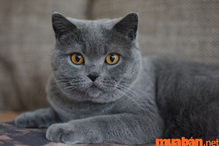 Mèo vào nhà là điềm gì?