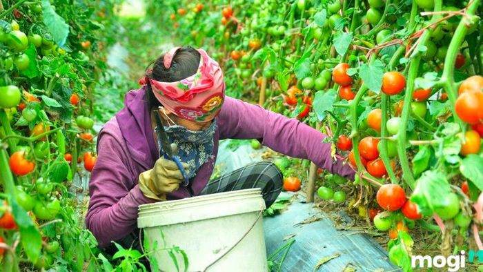 Phương pháp trồng cà chua từ hạt giống