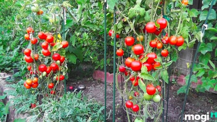 Hướng dẫn trồng cà chua từ hạt giống
