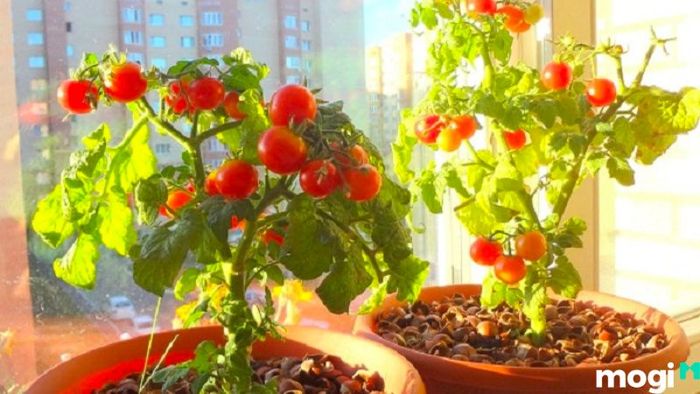 Phương pháp trồng cà chua bằng hạt giống