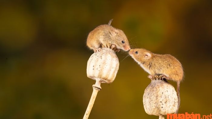 Một số thông tin cơ bản về người tuổi Tý.