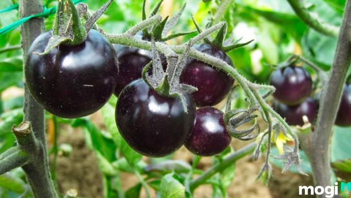 Phương pháp trồng cà chua từ hạt giống