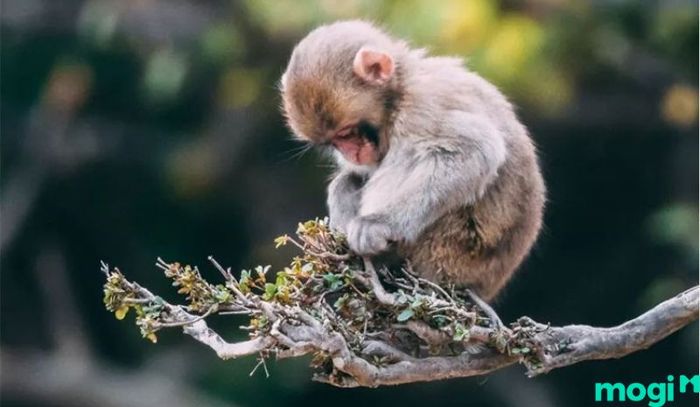Giờ Thân là mấy giờ – Tử vi cho người tuổi Mùi sinh vào giờ Thân