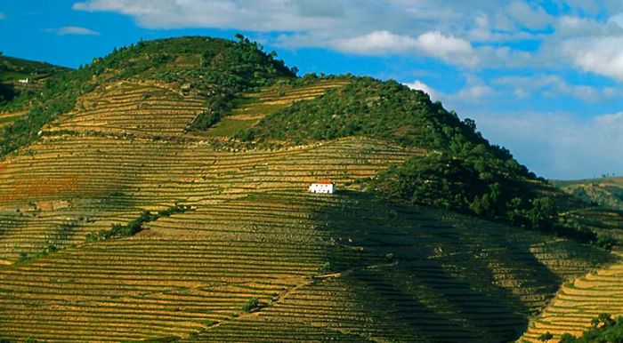 Douro is possibly the most stunning wine region in the world.