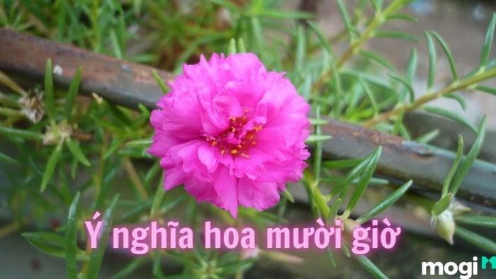 Hướng dẫn cách trồng hoa mười giờ