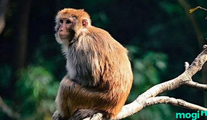 Giờ Thân là mấy giờ – Tử vi cho người tuổi Mão sinh vào giờ Thân