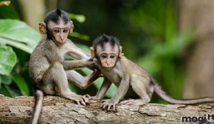 Giờ Thân là mấy giờ – Tử vi cho người tuổi Hợi sinh vào giờ Thân