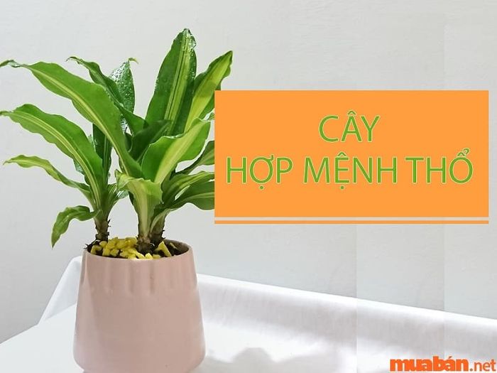 Mệnh Thổ tuổi Thân hợp cây gì?