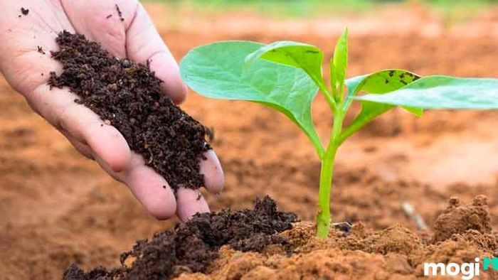 Cách trồng cà chua từ hạt giống