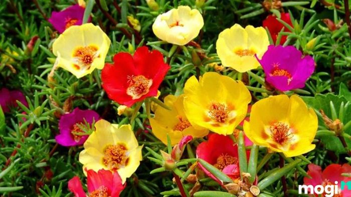 Hướng dẫn trồng hoa mười giờ