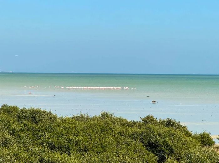 In the winter months, mangrove swamps along the coastline become a winter haven for thousands of flamingos.