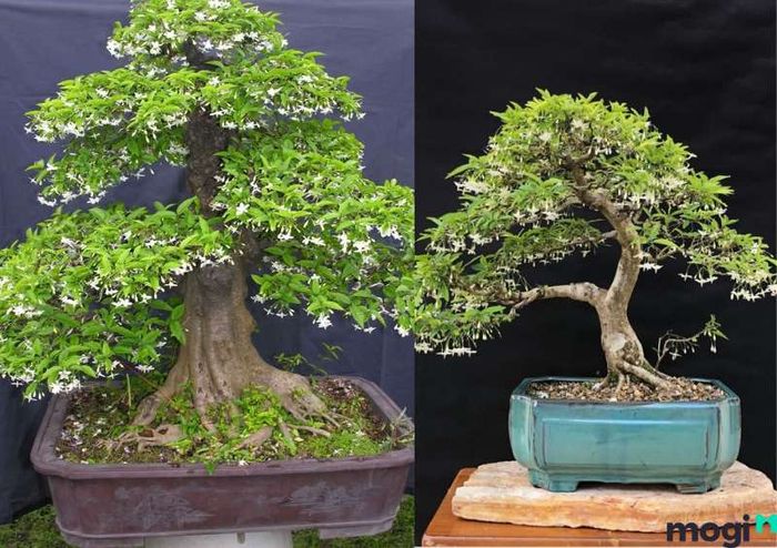Đặc Trưng Phần Thân Cây Hoa Mai Chiếu Thủy