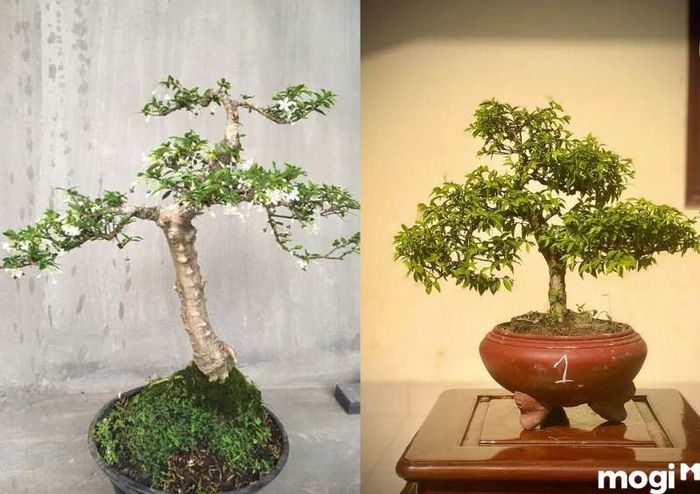 Ý nghĩa của hoa mai chiếu thủy trong phong thủy