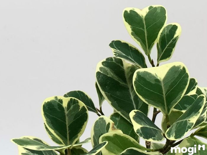Cây bàng cẩm thạch