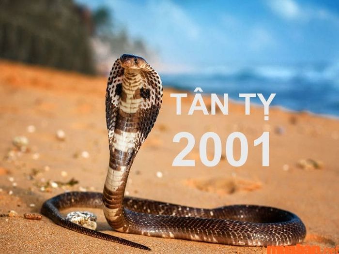 Tổng quan về tử vi tuổi Tân Tỵ 2001