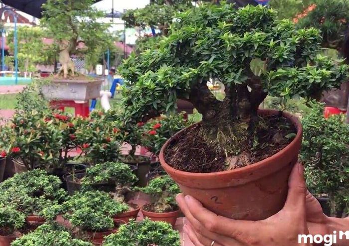 Điều chỉnh lượng phân bón sao cho hợp lý với nhu cầu của mai chiếu thủy
