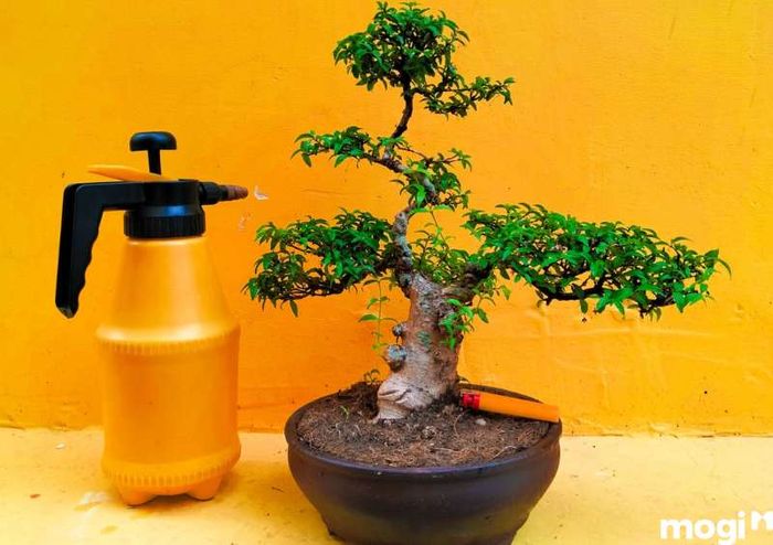 Tưới cây hai lần mỗi ngày vào buổi sáng và chiều