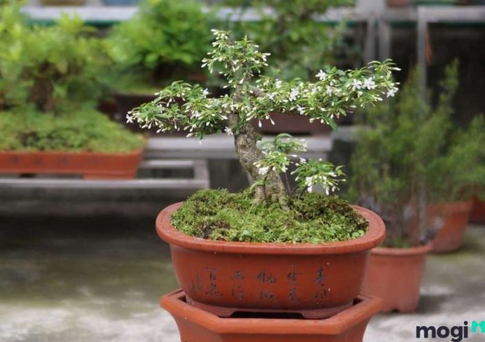 Nguồn Gốc Của Hoa Mai Chiếu Thủy