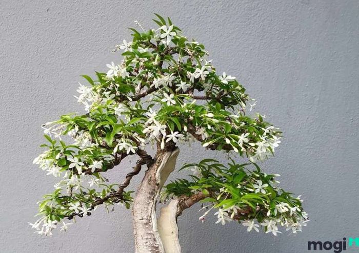 nốt ruồi trên ngực