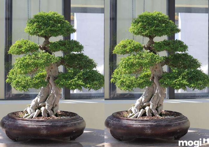 Ý nghĩa của hoa mai chiếu thủy trong cuộc sống
